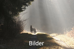 Bilder